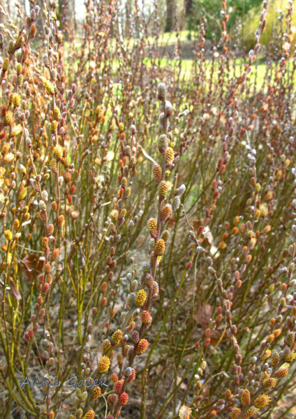 Początek kwitnienia wierzby rokity