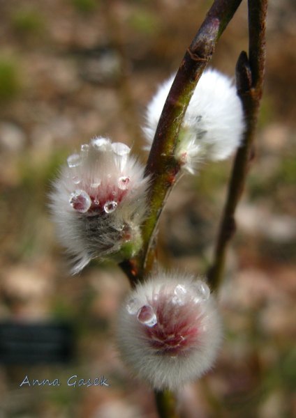 Nierozwinięte kotki wierzby lapońskiej