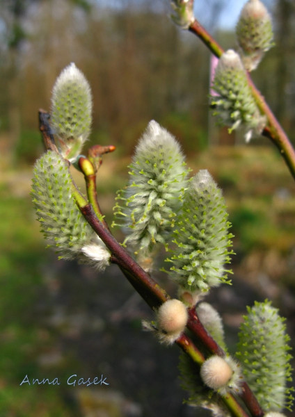 Kwiaty żeńskie wierzby lapońskiej