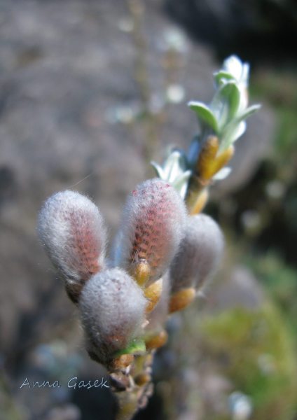 Nierozwinięte kotki wierzby szwajcarskiej