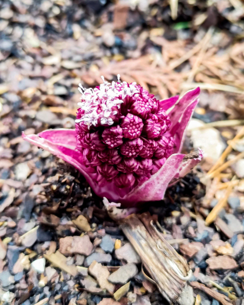 Lepiężnik różowy (Petasites hybridus)