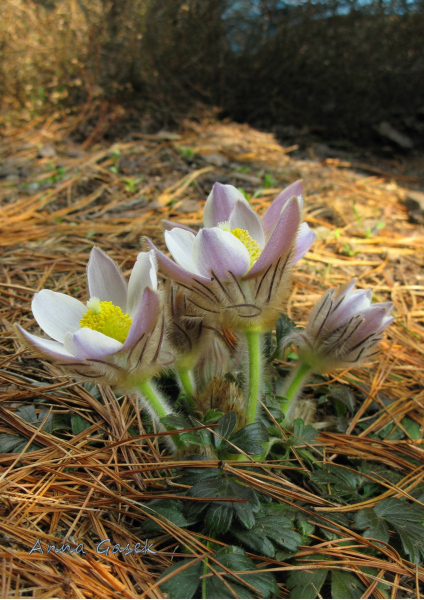 Sasanka wiosenna