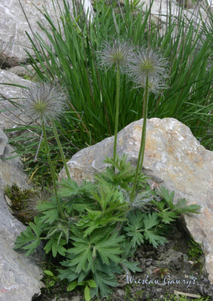 Sasanka słowacka w czasie owocowania