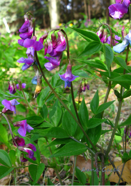 Groszek wiosenny