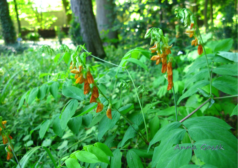 Kwiaty groszku wschodniokarpackiego