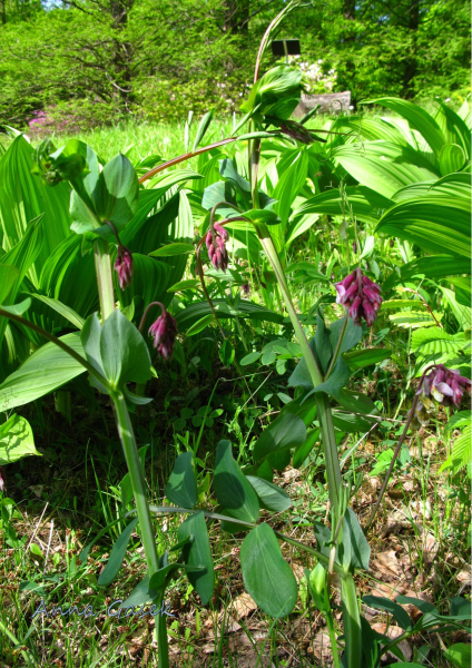 Groszek wielkoprzylistkowy