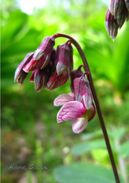 Kwiaty groszku wielkoprzylistkowego