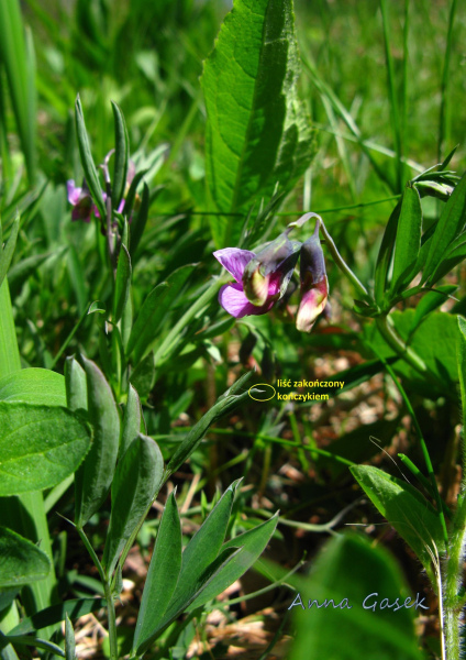Groszek skrzydlasty - liść zakończony kończykiem