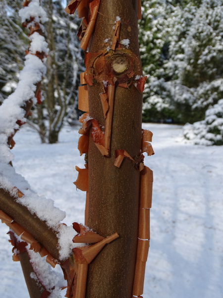 Acer_griseum_Klon_strzępiastokory