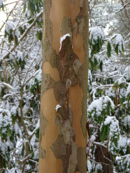 Stewartia_pseudocamellia_stewarcja_kameliowa