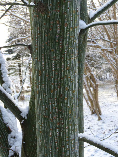 Acer_pensylvanicum_klon_pensylwański