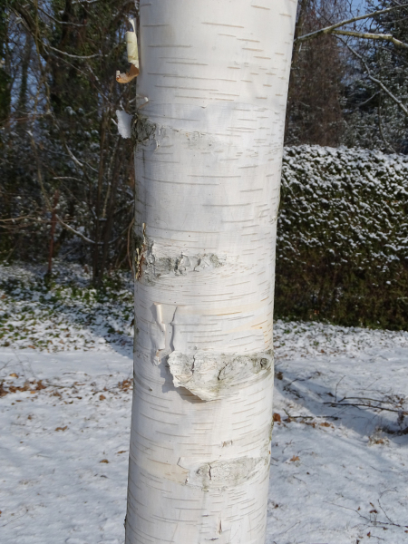 Betula_utilis_jacquemontii_brzoza_użyteczna