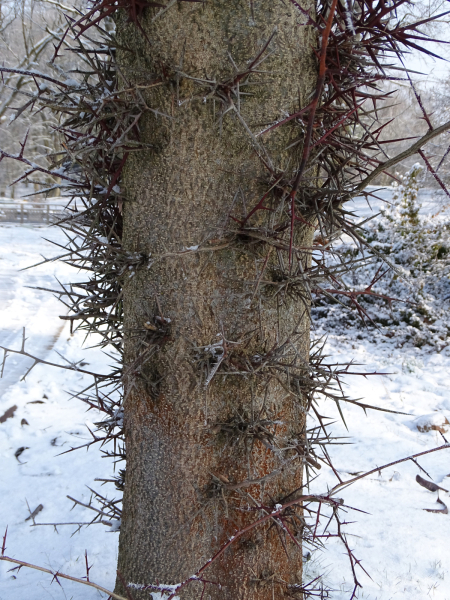 Gleditsia_japonica_glediczja_japońska