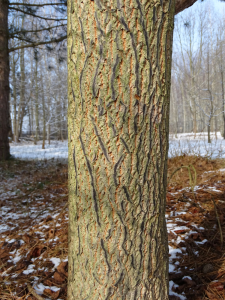 Halesia_carolina_halezja_karolińska