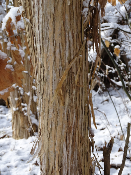 Heptacodium_miconioides_heptakodium_chińskie