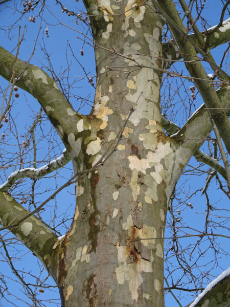 Platanus_hispanica_Suttneri_platan_klonolistny