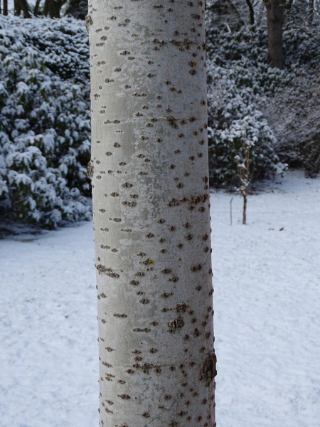 Populus_alba_Raket_topola_biała