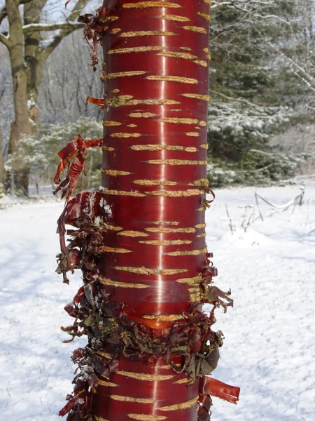 Prunus_serrula_wiśnia_tybetańska