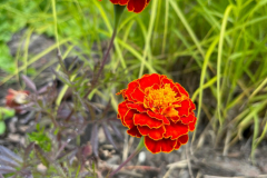 A.-rozpierzchla-Carmen