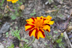 A.-rozpierzchla-Mr.-Majestic