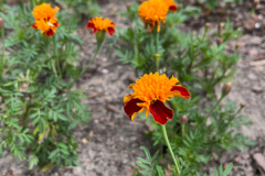 A.-rozpierzchla-Orange-Flame