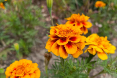 A.-rozpierzchla-Queen-Sophia