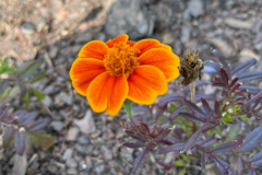 A.-rozpierzchla-Red-Marietta