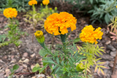 Aksamitka-wzniosla-karlowa-Calando