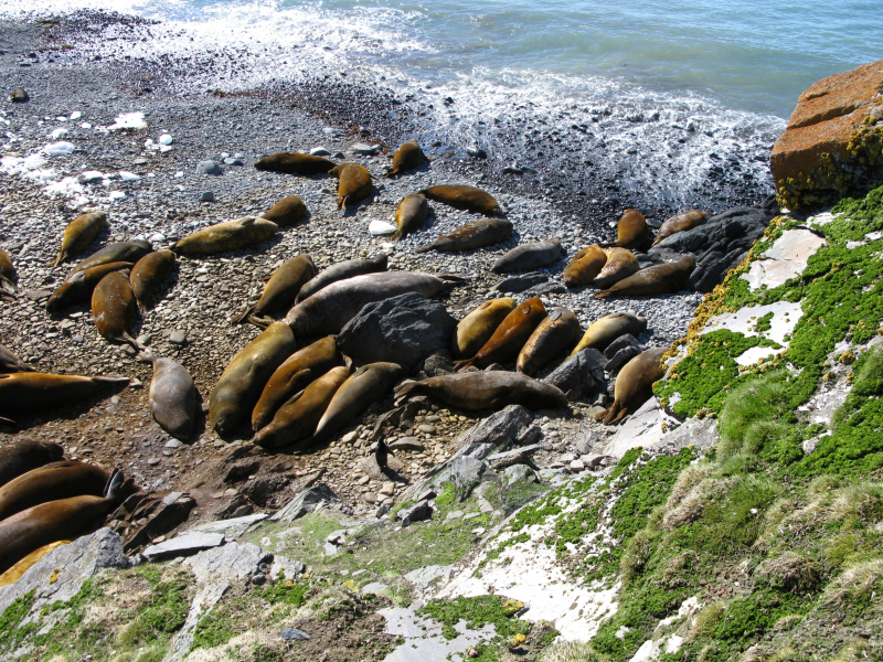 Glon Prasiola crispa