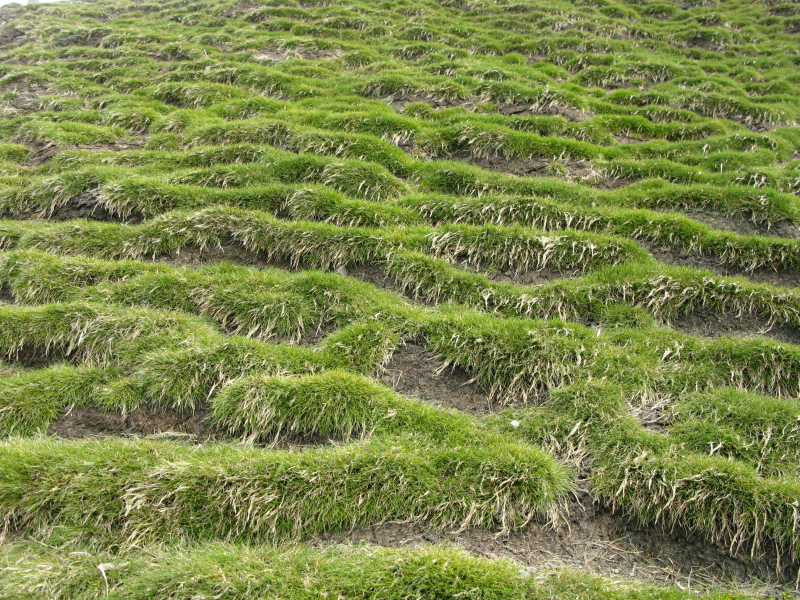 Śmiałek antarktyczny