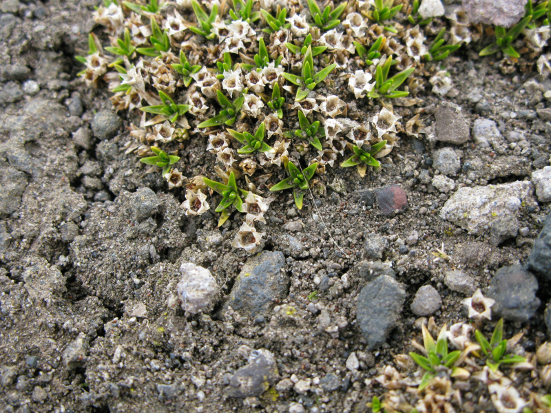 Letnie „łąki” antarktyczne