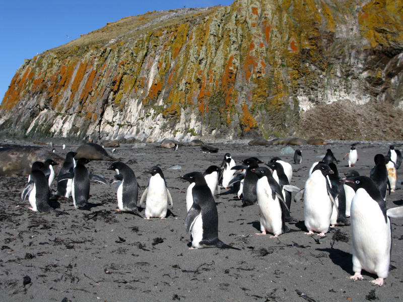 Królestwo porostów