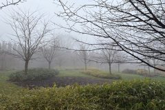 5.-Bambusy-we-mgle-scaled