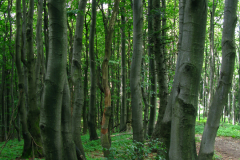 Fagus sylvatica, buk zwyczajny