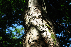 Acer pseudoplatanus, klon jawor