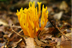 013.-Pieknorog-najwiekszy