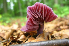 014.-Lakowka-ametystowa