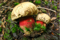 015.-Gorzkoborowik-zoltospory