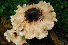 016-Zagiew-luskowata