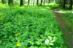 017.-Niecierpek-pospolity