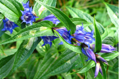 019.-Goryczka-trojesciowa