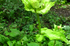 Cirsium oleraceum, ostrożeń warzywny