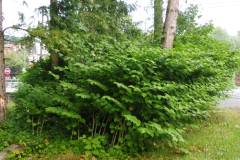 Inwazyjny-gatunek-obcy-rdestowiec