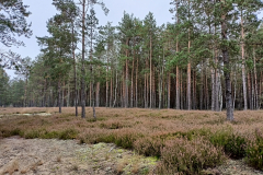 Wrzosowisko-w-Kampinoskim-Parku-Narodowym