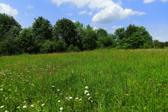 Zbiorowiska-lakowe-Pogorza-Przemyskiego