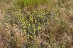 003.-Kocanki-piaskowe