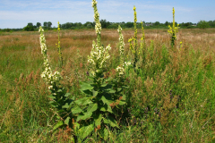 004.-Dziewanna-drobnokwiatowa-o-nietypowej-barwie-kwiatow