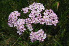 005.-Krwawnik-pospolity-o-rozowych-kwiatach