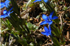 006.-Goryczka-sniegowa