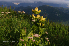 007.-Goryczka-kropkowana